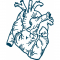 anatomisches Herz 23x28mm