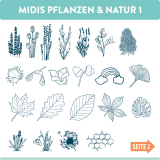 Midis Pflanzen & Natur