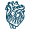 Herz anatomisch D49