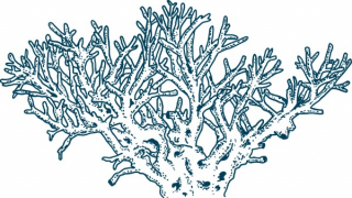 Strauchförmige Koralle 57x32mm